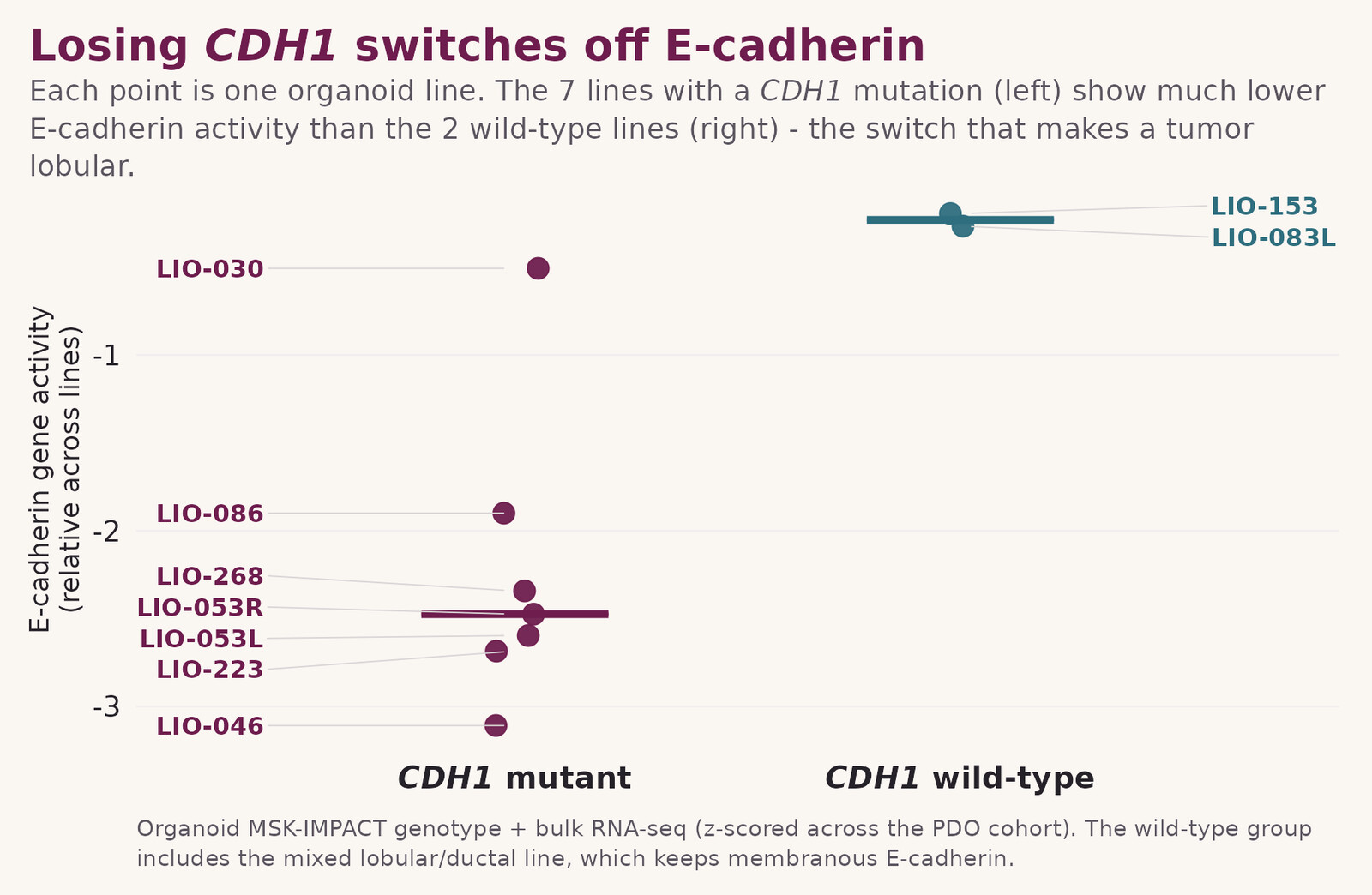 Losing CDH1 switches off E-cadherin: E-cadherin gene activity is much lower in CDH1-mutant organoid lines than in CDH1 wild-type lines.