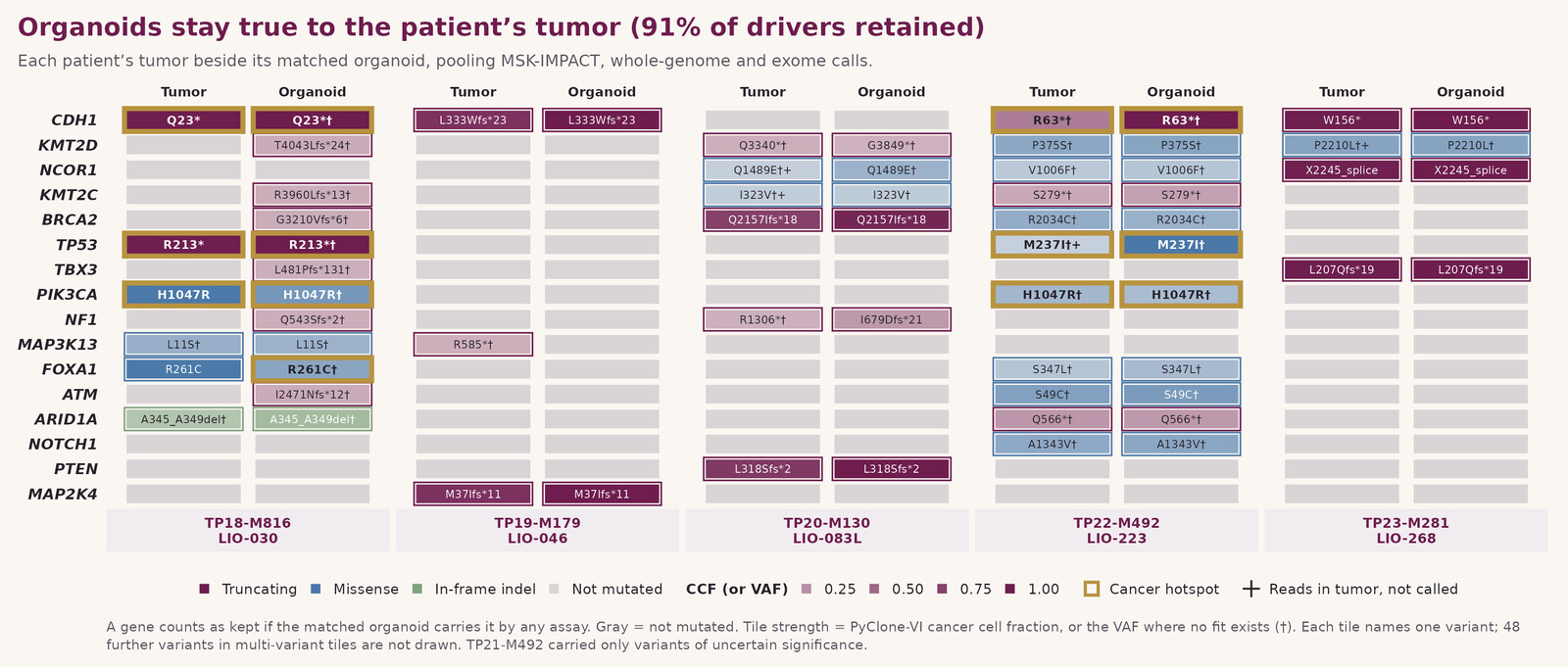 Organoids stay true to the patient's tumor: 91 percent of driver genes retained, shown as matched tumor and organoid mutation panels for five patient pairs.