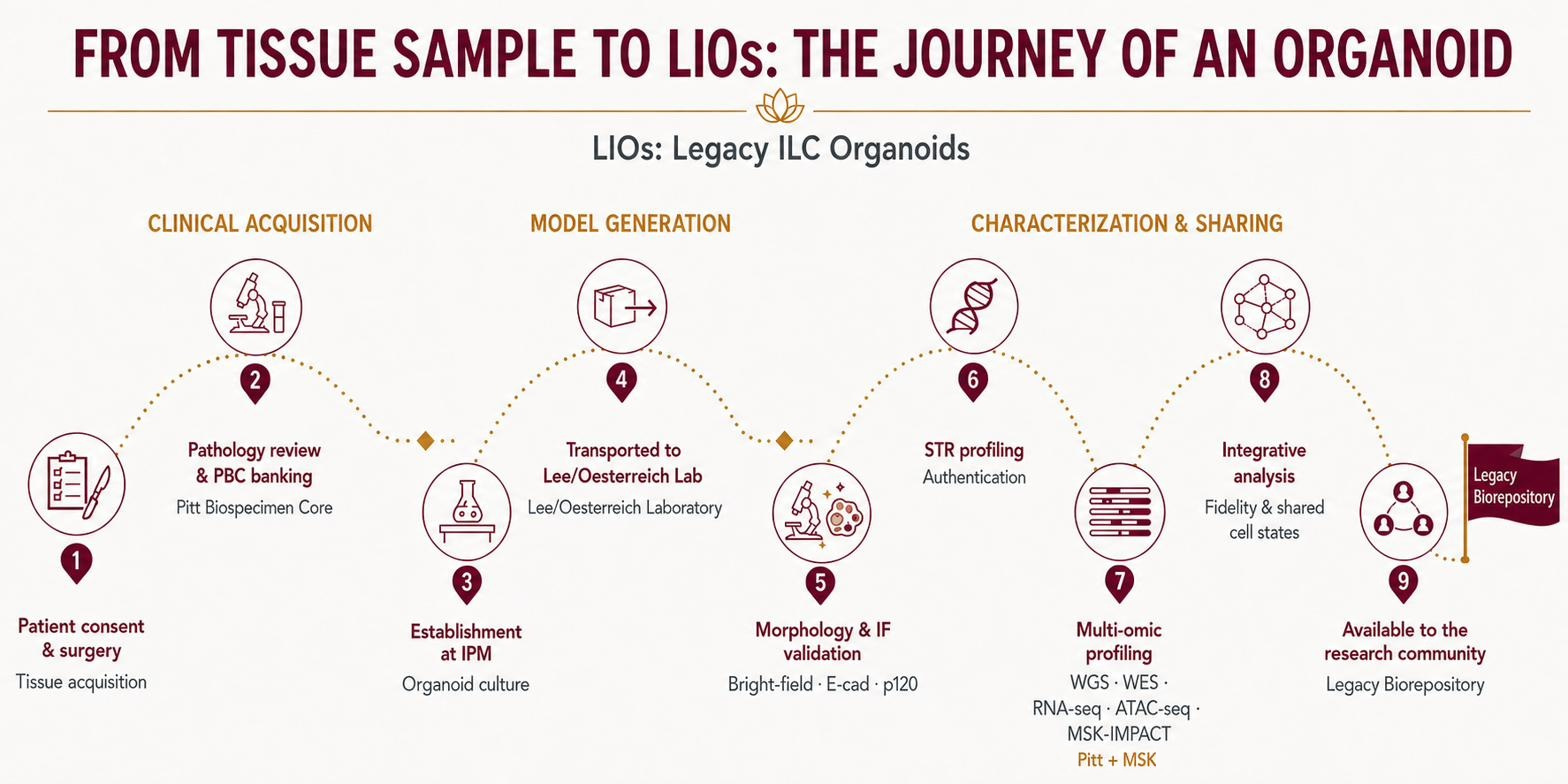 Journey of a Legacy ILC Organoid: ten-step path from patient tissue sample to a shared biorepository resource.