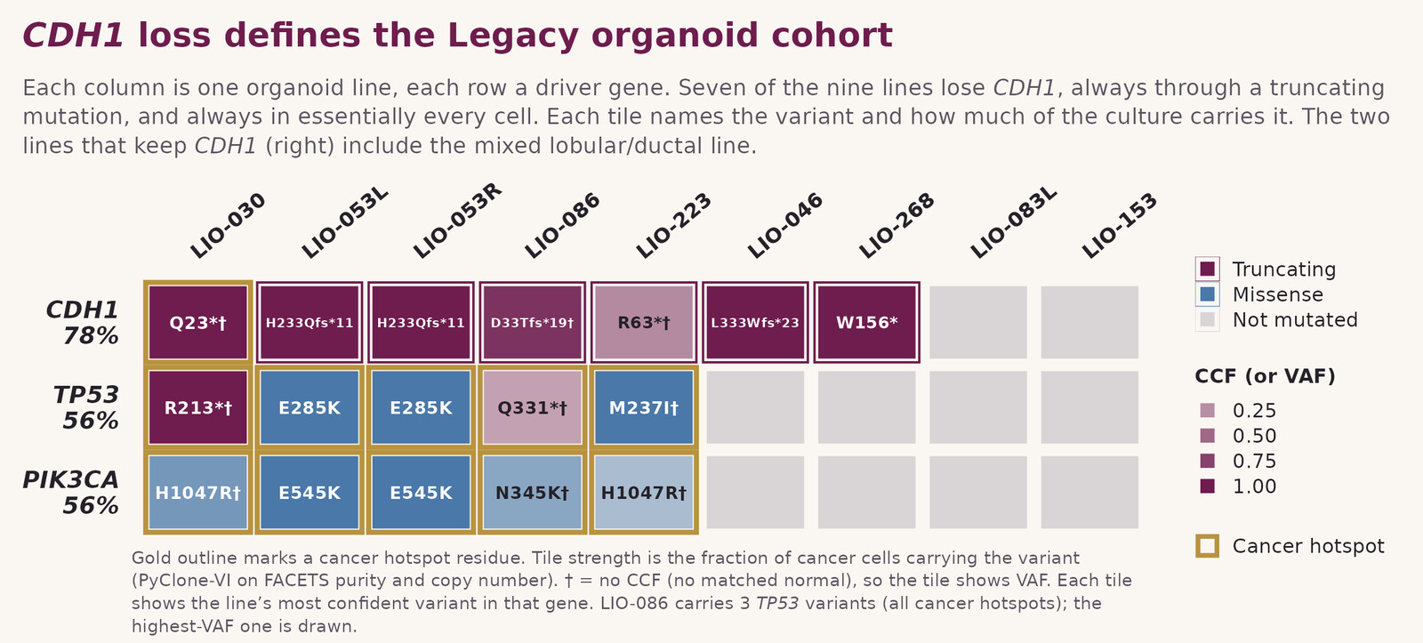 CDH1 loss defines the Legacy organoid cohort: oncoprint of CDH1, TP53, and PIK3CA mutation status across nine organoid lines.