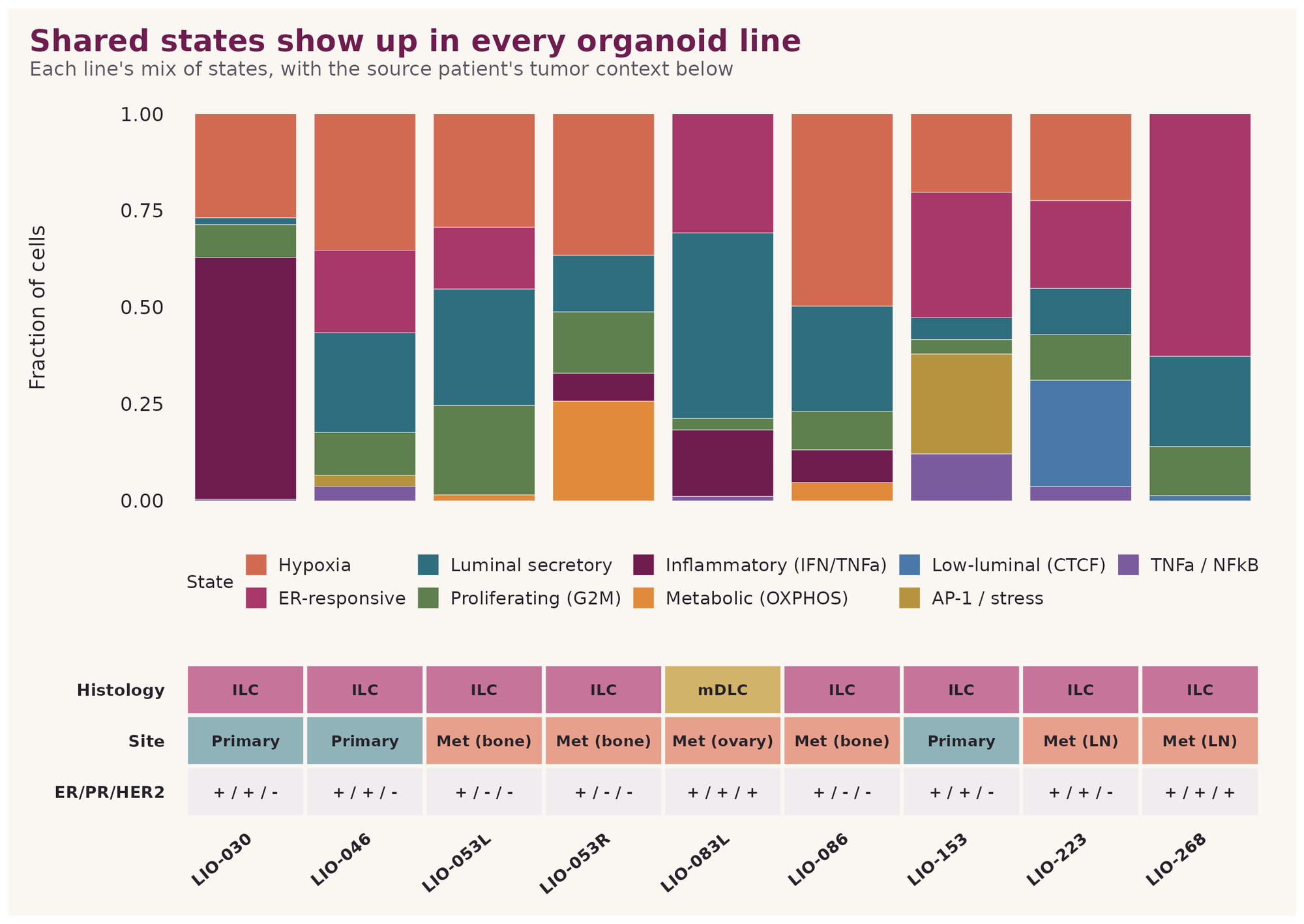 Shared states show up in every organoid line: composition of cell states per line, with tumor context below.
