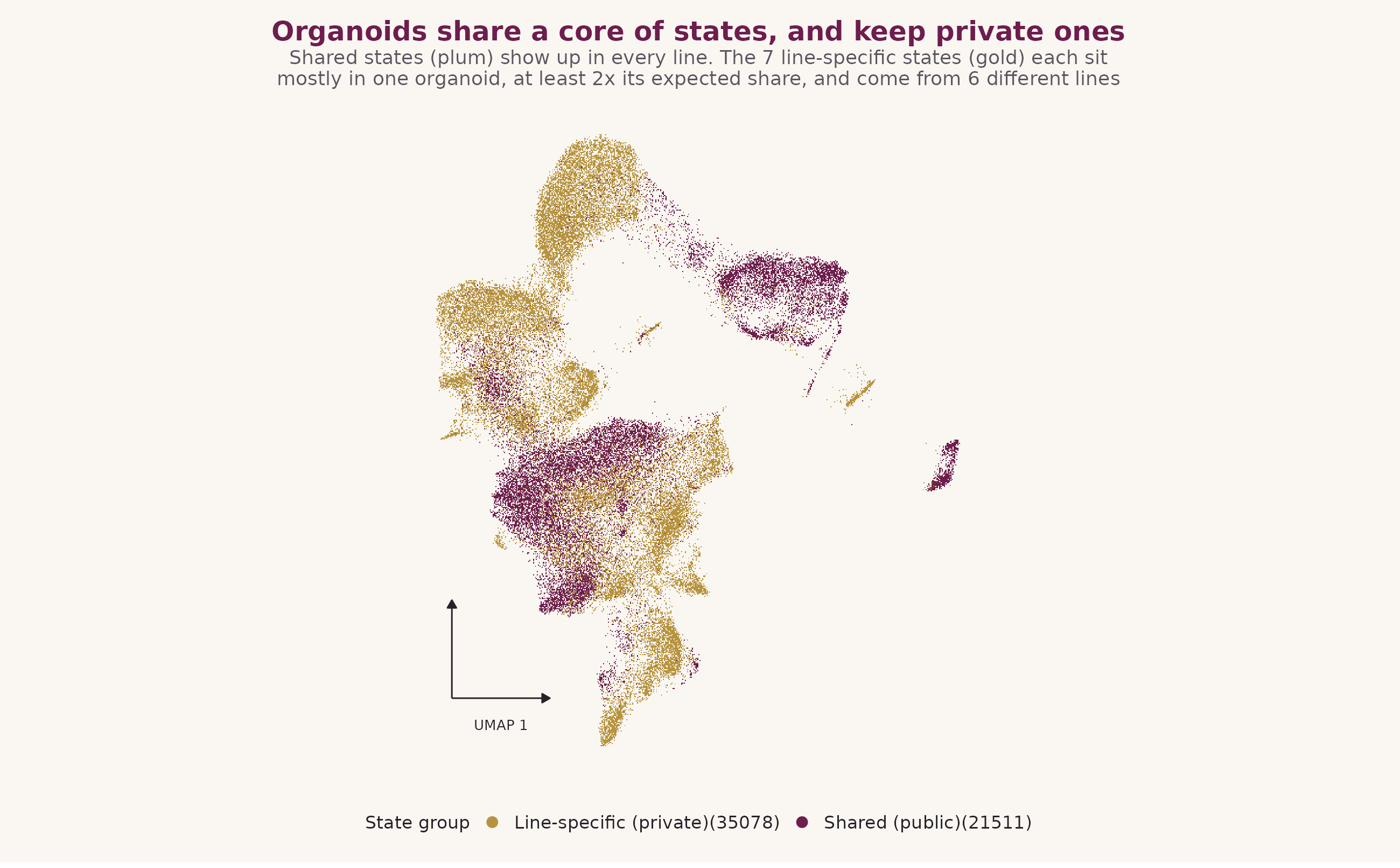 Organoids share a core of states and keep private ones: UMAP colored by shared versus line-specific state membership.