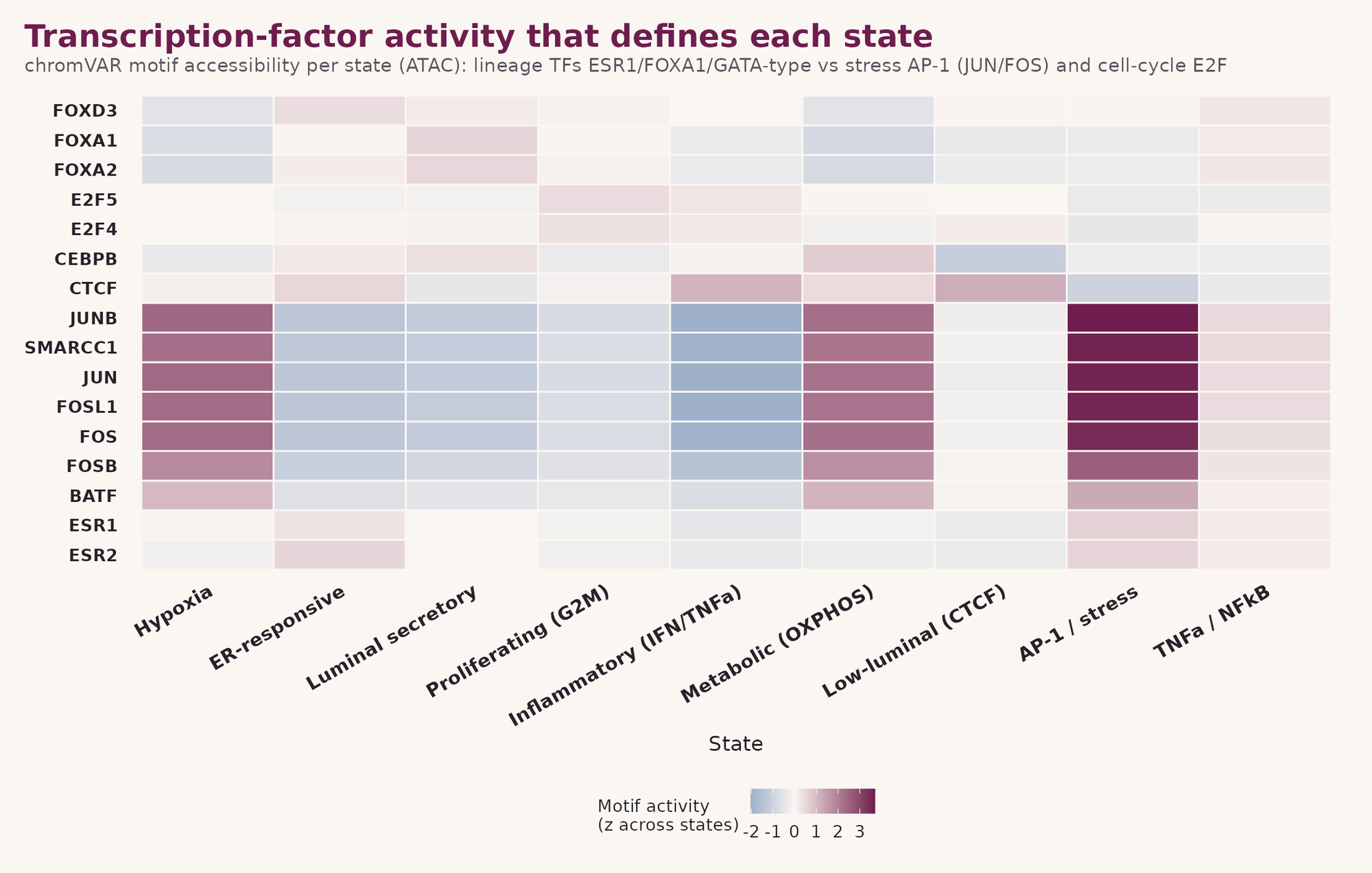 Transcription-factor activity that defines each cell state, from chromVAR motif accessibility.