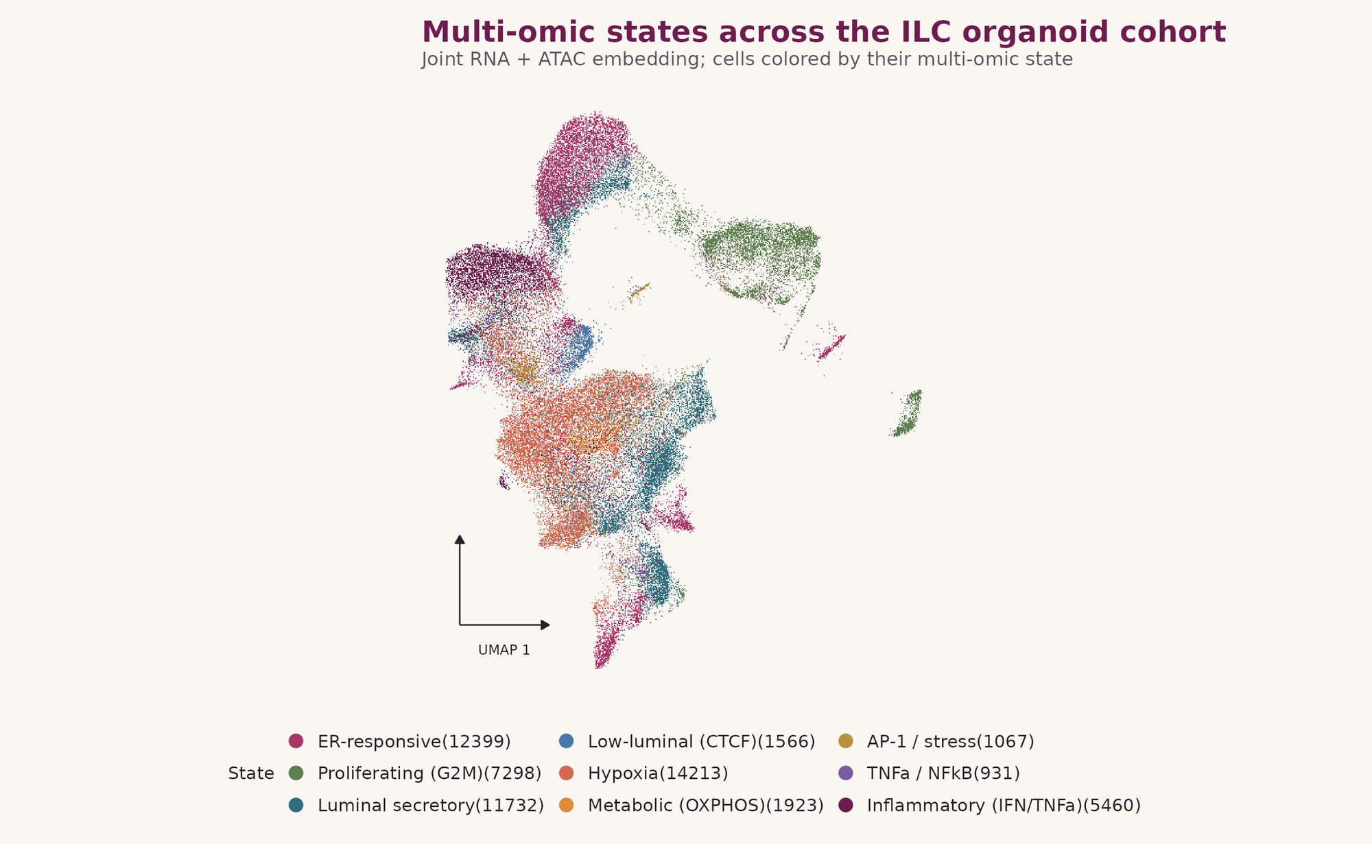 Multi-omic states across the ILC organoid cohort: joint RNA and ATAC embedding, cells colored by their multi-omic state.